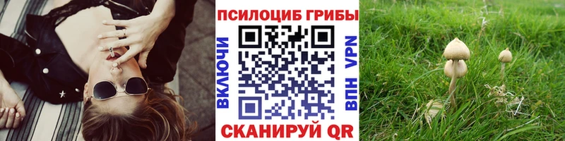 Псилоцибиновые грибы мицелий купить blacksprut зеркало Красный Холм